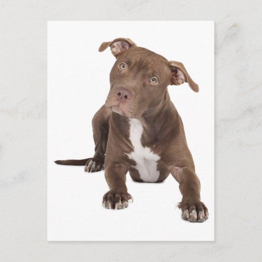 Carte postale vierge de chiot Pit Bull (Devant)