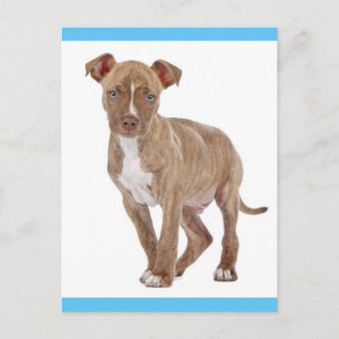 Carte postale vierge de chiot Pit Bull