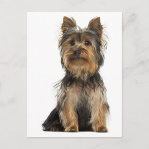 Carte postale vierge de chiot Yorkshire Terrier