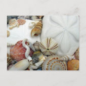 Carte postale vierge Deux dollars de sable (Devant)