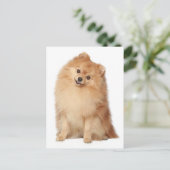 Carte postale vierge Poméranie Chien Chien Chien (Debout devant)