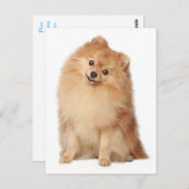 Carte postale vierge Poméranie Chien Chien Chien (Devant / Derrière)