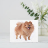 Carte postale vierge Poméranie Chien Chien Chien (Debout devant)