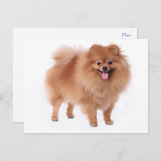 Carte postale vierge Poméranie Chien Chien Chien (Devant / Derrière)