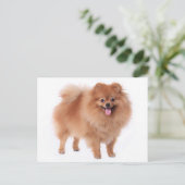 Carte postale vierge Poméranie Chien Chien Chien (Debout devant)