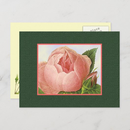 Carte postale vierge rose Rose (Devant / Derrière)