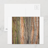 Carte Postale vieux arbre (Devant / Derrière)