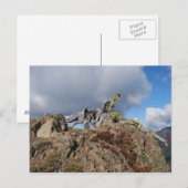 Carte Postale vieux arbre sur la montagne (Devant / Derrière)