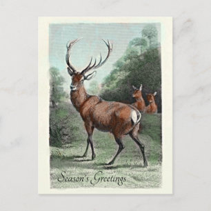 Carte Postale Vieux Cerf Élan Rouge Colorisé Vœux de la Saison