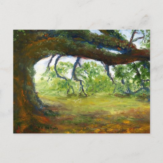 Carte Postale Vieux chêne énorme de la Louisiane (Devant)