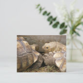 Carte Postale Vieux commérages (Debout devant)