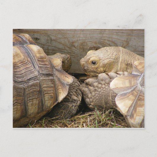 Carte Postale Vieux commérages (Devant)