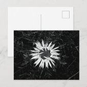 Carte Postale Vieux Fleur (Devant / Derrière)