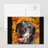 Carte Postale Vieux Labrador Noir (Devant / Derrière)