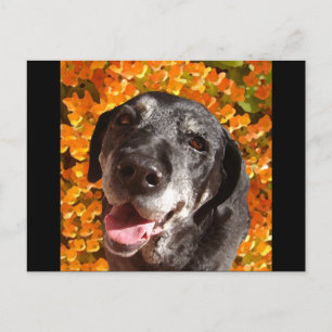 Carte Postale Vieux Labrador Noir