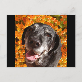 Carte Postale Vieux Labrador Noir