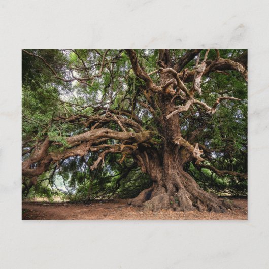 Carte Postale Vieux Olivier rustique (Devant)