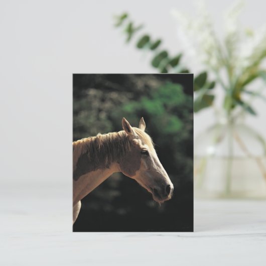 Carte Postale Vieux Pinto (Debout devant)