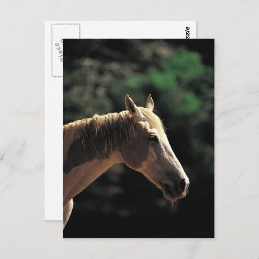 Carte Postale Vieux Pinto (Devant / Derrière)