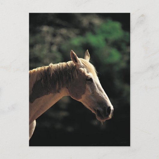 Carte Postale Vieux Pinto (Devant)