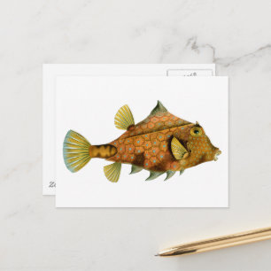 Carte Postale Vieux Poisson Orange