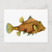 Carte Postale Vieux Poisson Orange (Devant)