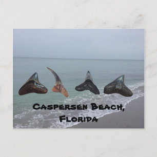 Carte Postale Vieux requin fossilisé Dents Floride Plage Trésors