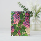 Carte Postale Vigne (Debout devant)