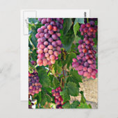 Carte Postale Vigne (Devant / Derrière)