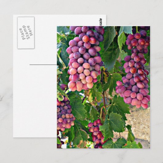 Carte Postale Vigne (Devant / Derrière)