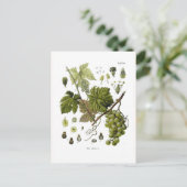 Carte Postale Vigne de raisin (Debout devant)