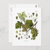 Carte Postale Vigne de raisin (Devant / Derrière)
