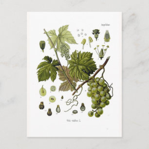 Carte Postale Vigne de raisin