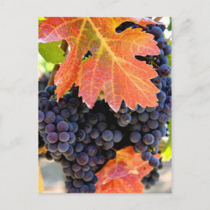 Carte Postale Vigne de raisin de ruisseau sec