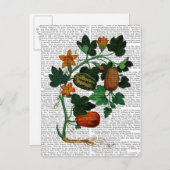 Carte Postale Vigne de squash 1 (Devant / Derrière)