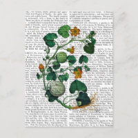 Vigne de squash 2