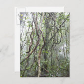 Carte Postale vigne et branches tordues dans la forêt tropicale (Devant / Derrière)