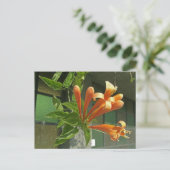 Carte Postale Vigne flamboyante 1 (Debout devant)