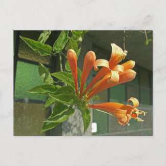 Carte Postale Vigne flamboyante 1