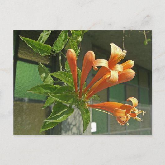 Carte Postale Vigne flamboyante 1 (Devant)