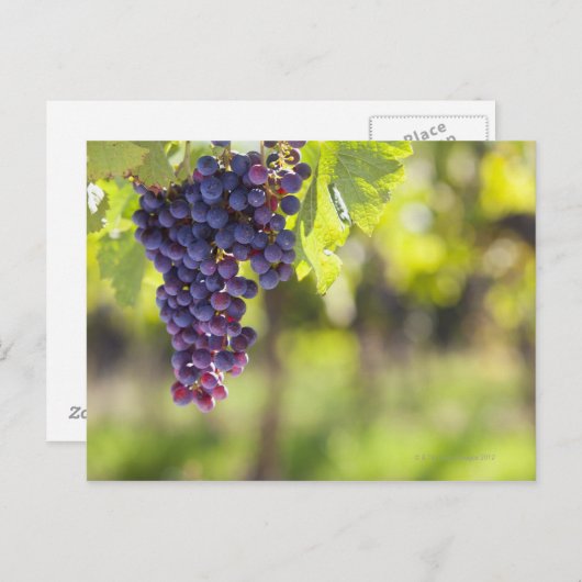 Carte Postale Vigne pourpre (Devant / Derrière)