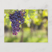 Carte Postale Vigne pourpre (Devant)