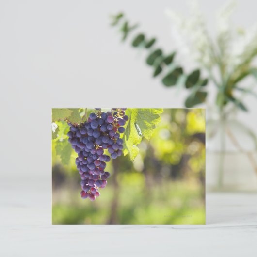 Carte Postale Vigne pourpre (Debout devant)