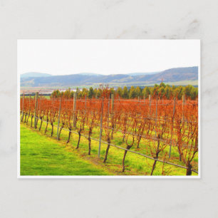 Carte Postale vigne rouge