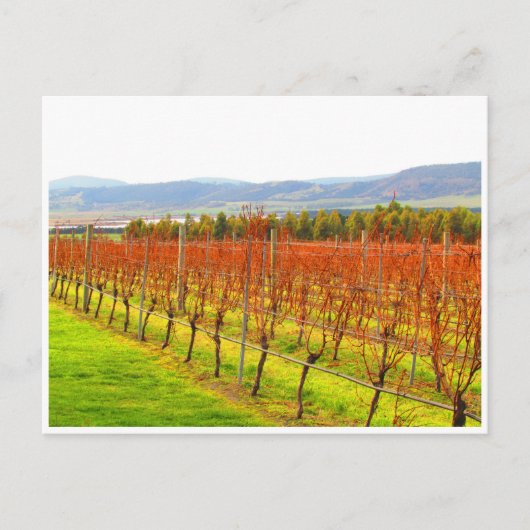 Carte Postale vigne rouge (Devant)