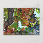 Carte Postale Vigne rouge rustique (Devant)