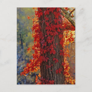 Carte Postale Vigne vierge rouge vif en automne à