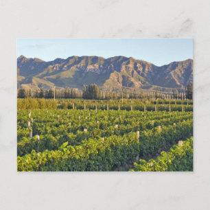 Carte Postale vignes de Cabernet Sauvignon à Huailai Rongchen 2