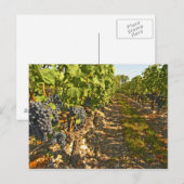 Carte Postale vignes de Cabernet Sauvignon alignées dans le (Devant / Derrière)