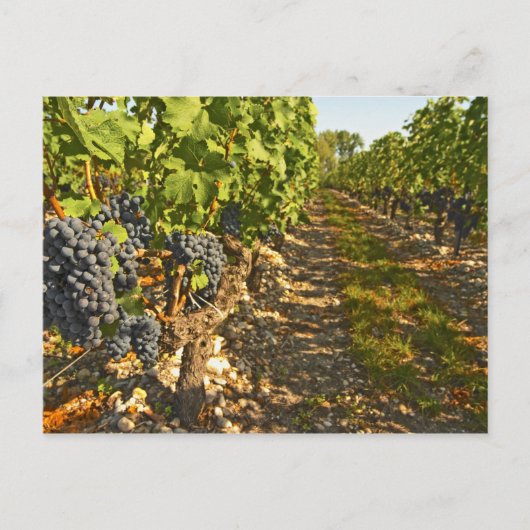 Carte Postale vignes de Cabernet Sauvignon alignées dans le (Devant)